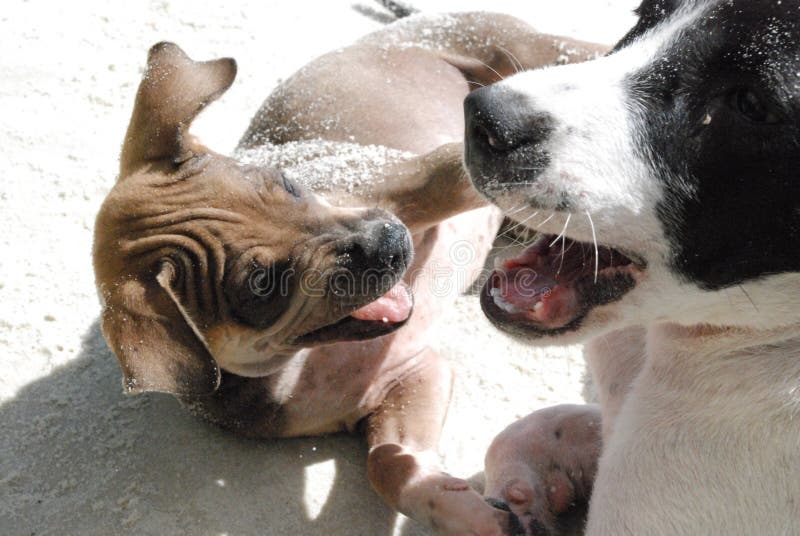 Two very funny dogs playing with each other on the sand by the sea stock photo Two very funny dogs playing with each other on the sand by the sea stock photo