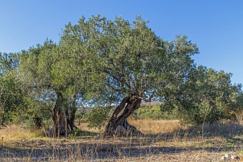 Very Old Olive Tree with Twisted and Splintered Trunk Stock Photo Image of apulia, nature