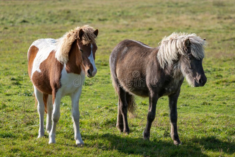 Two young Icelandic horses in a green summer pasture royalty free stock images Two young Icelandic horses in a green summer pasture royalty free stock images