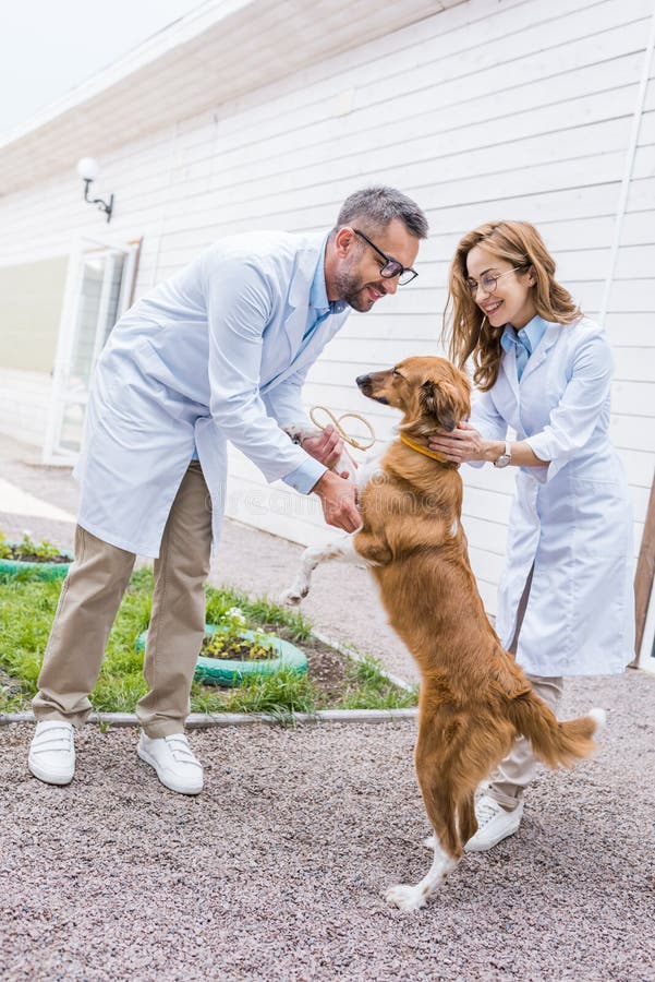 Two Veterinarians Playing with Dog on Yard Stock Photo Image of help