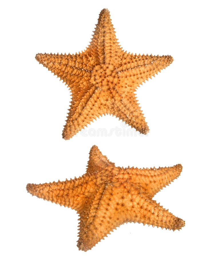 Two views of star fish