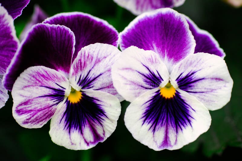 Two violet pansies stock image. Image of pansies, white 97301909
