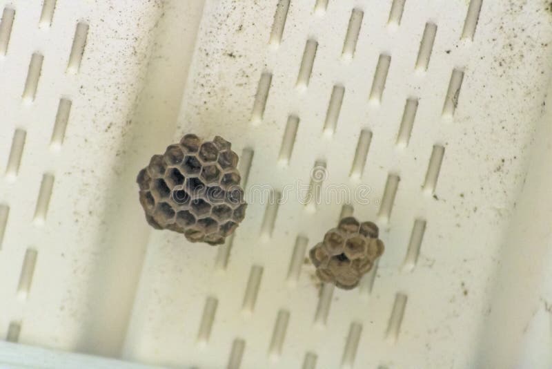 Two Wasp Nest Hanging from Soffit Stock Image Image of venomous