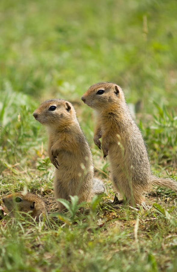 Two watchful gound squirrels in a grass