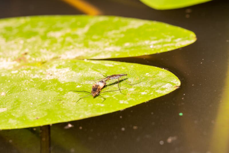 Two Water Beetles Gerridae, Sit on a Water Lily and Eat the Fly Larva Stock Image Image of