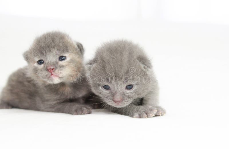 Two week old grey kittens royalty free stock photography Two week old grey kittens royalty free stock photography