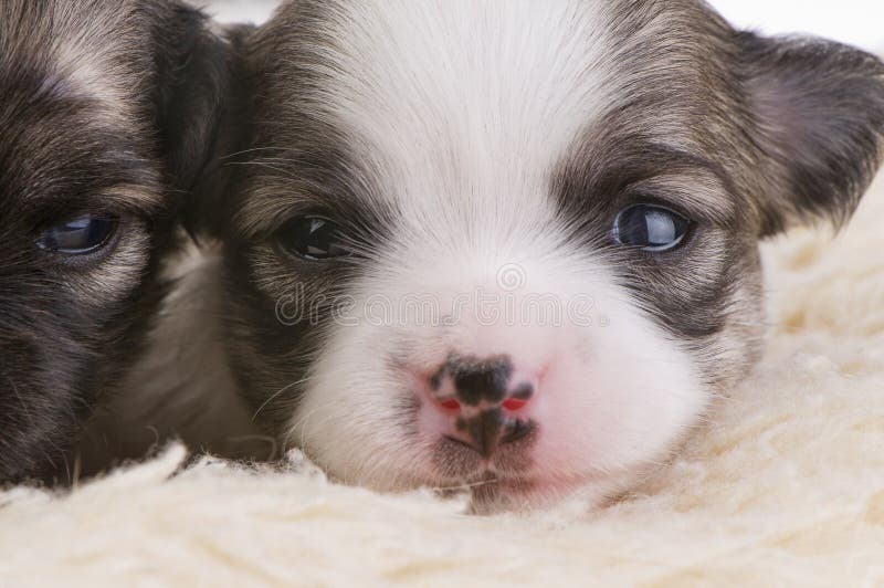 Two Weeks Old Chihuahua Puppies, First Step Stock Photo Image of view