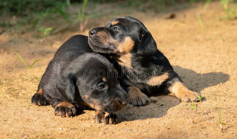 Two weeks old newborn dachshund pups playing outdoor backyard in the evening, sunlight hitting their faces as they shiver and