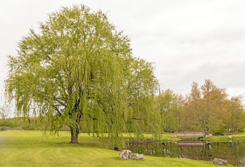 Two weeping willow trees at pond in Spring