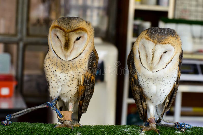 Two Western Barn Owls