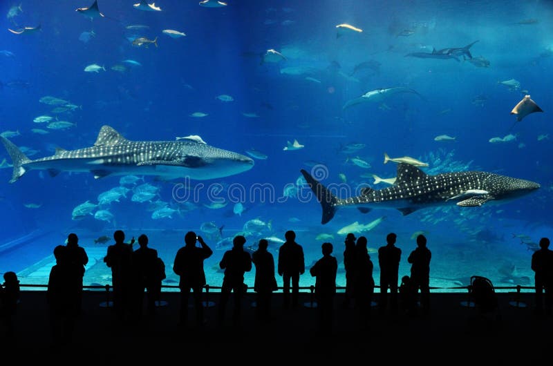 Two Whale Shark of Okinawa Aquarium Stock Image Image of acrylic