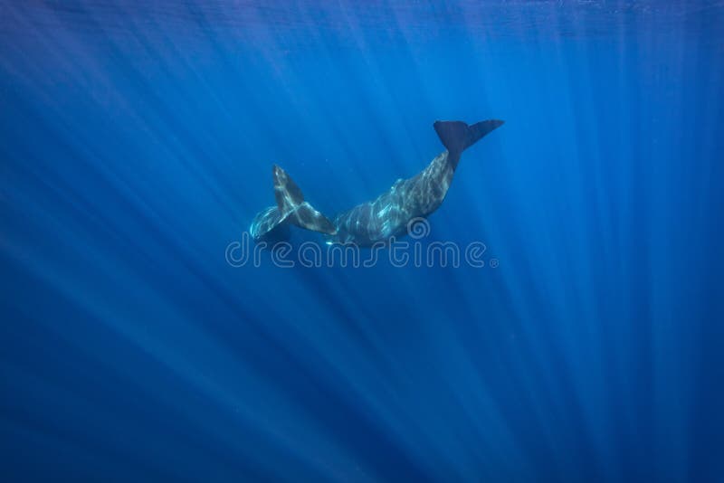 Two Whales diving underwater shot royalty free stock photo