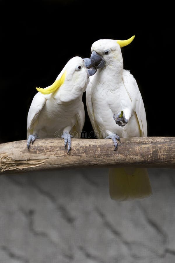 Two White Birds Kissing on Branch Stock Image Image of parrot