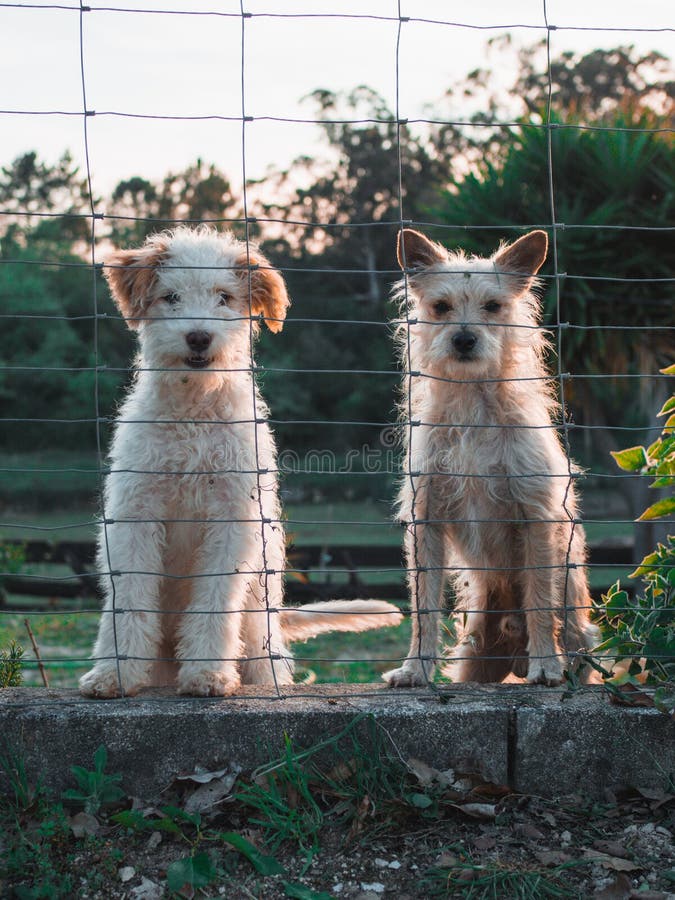 Two white canines sitting in a picturesque outdoor setting.