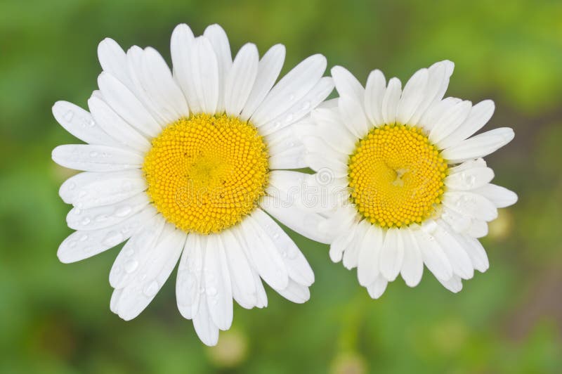 Two white daisy flowers stock photo. Image of head, drop - 44917138
