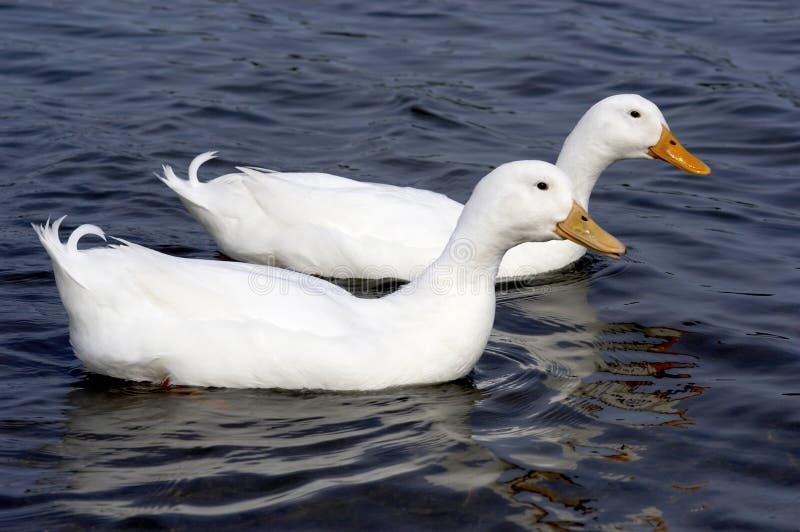 Download Two white ducks stock photo. Image of white, ducks, bills - 115028