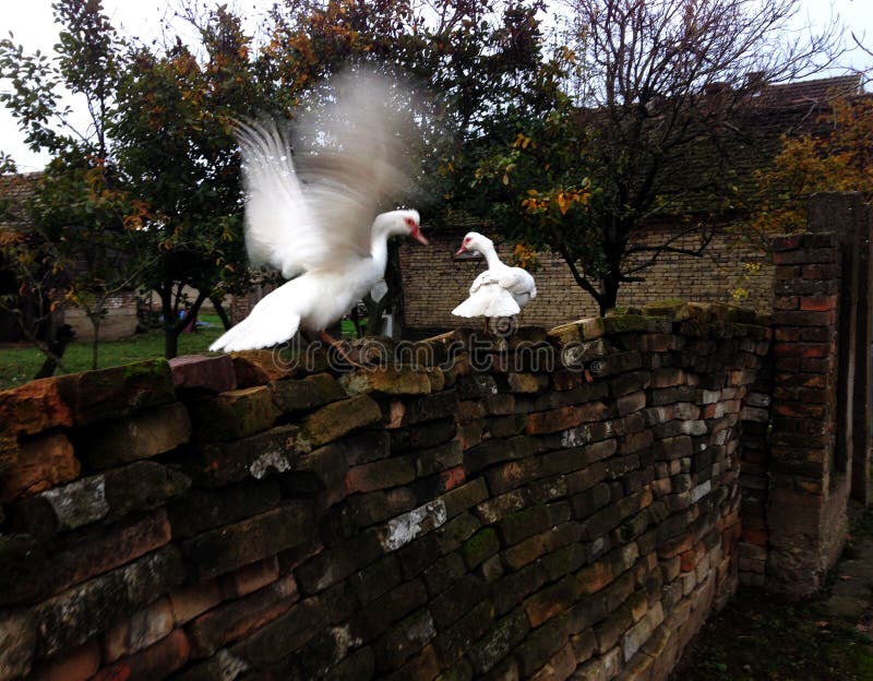 Two white ducks stock image. Image of neck, outside, female 79514227