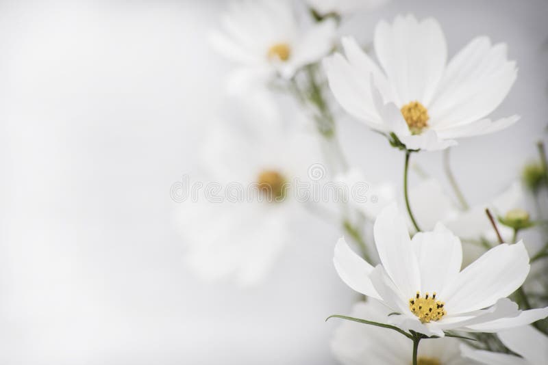 Two white flower in focus on left side