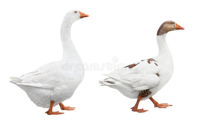 Two white geese