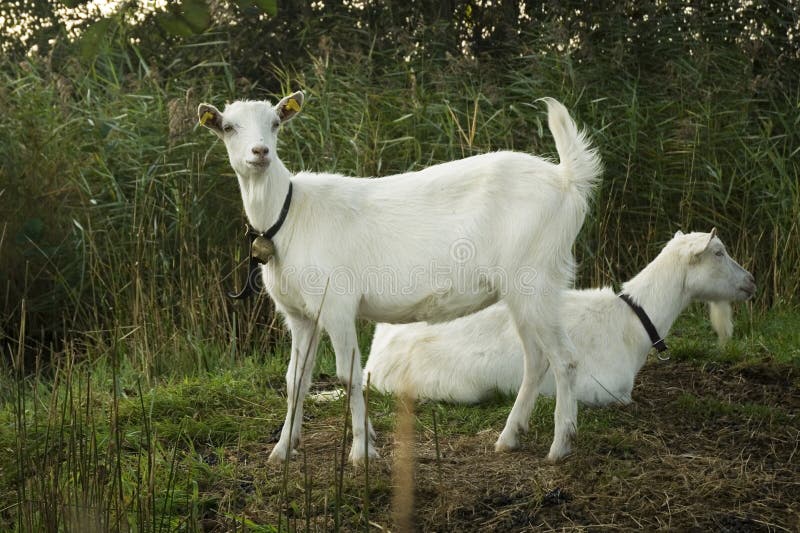 Two white goats stock image. Image of dirty, bell, rope 3356243