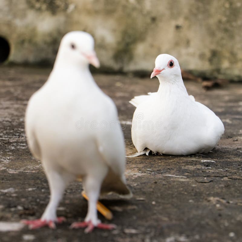 Two white homing domestic pigeons