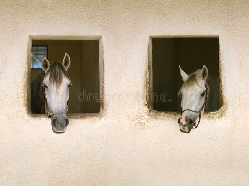 Two white horses stock photo. Image of wall, white, textured 4779940
