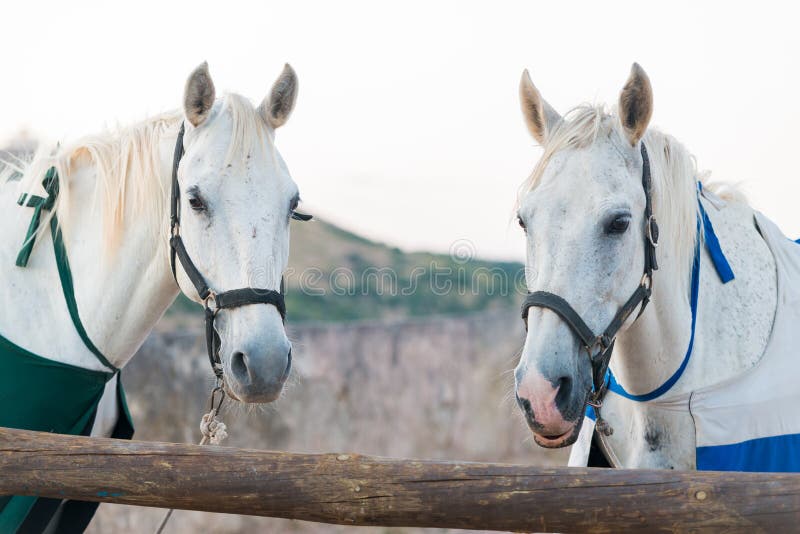 Two white horses stock image. Image of head, portrait 95636797
