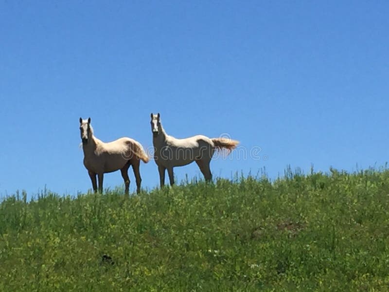 Two white horses stock photo. Image of horses, standing 138158324