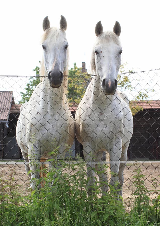 Two white horses stock photo. Image of stand, mouth, animals 31475528