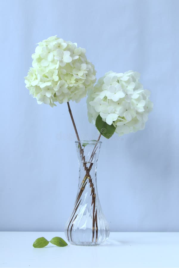 Two White Hydrangea Flowers in Glass Vase, White Background Stock Photo