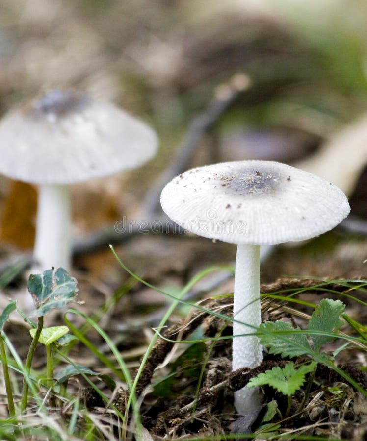 Two White Mushrooms