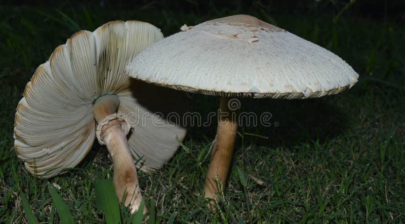 Two white mushrooms in green grass royalty free stock photo Two white mushrooms in green grass royalty free stock photo