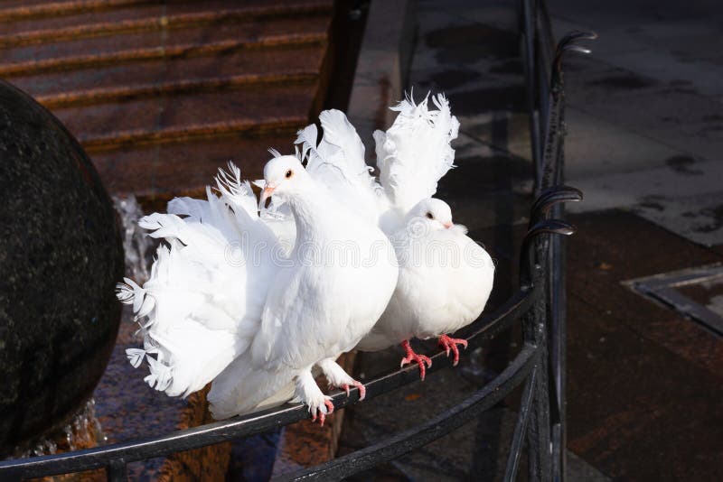 Two White Peacock Doves with Lush Beautiful Tails Sitting on the Hedge