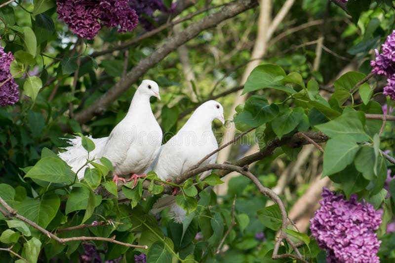 Two white pigeons