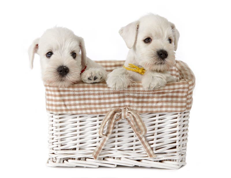 Two white puppies royalty free stock photo