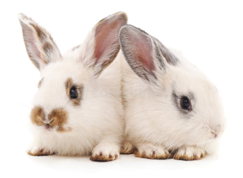 Two white rabbits. stock photo. Image of fluffy, affectionate 70951438