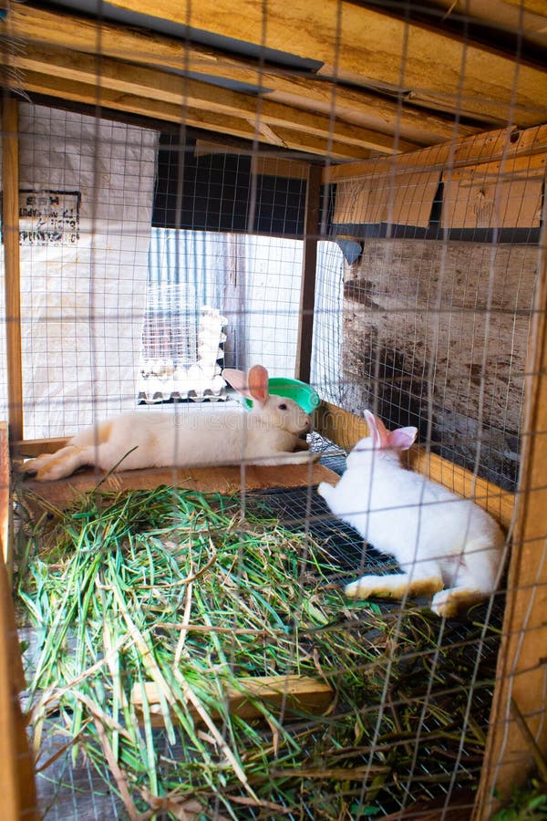 Two White Rabbits Lying in a Cage. Stock Photo Image of green