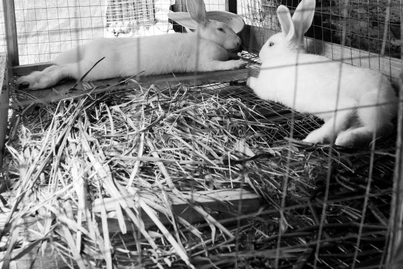 Two White Rabbits Lying in the Grass in a Cage. Stock Image Image of