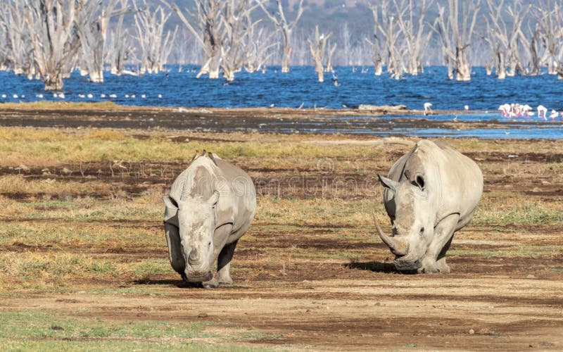 Two white rhinos on the banks of Lake Nakuru, Kenya