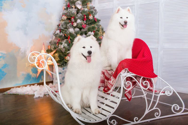 New Year, Year Of Dog, Husky Dog Or Puppy Stock Photo