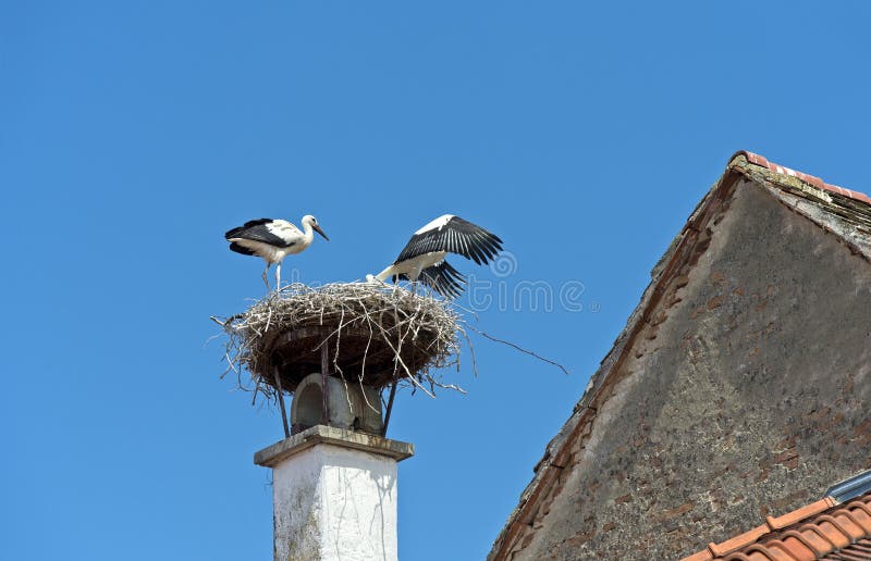 Two White storks (Ciconia ciconia) at nest, Rust, Burgenland, Austria