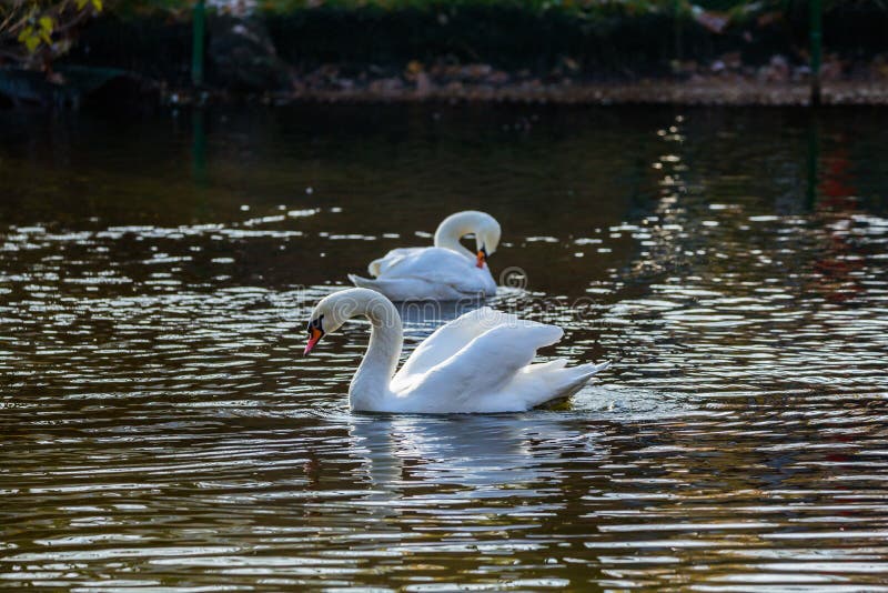 Two white swans on the lake or in the pond stock photos Two white swans on the lake or in the pond stock photos