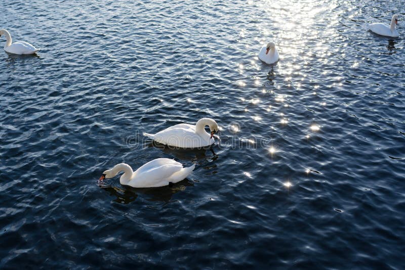 Two White Swans River Sunset Swan royalty free stock photos Two White Swans River Sunset Swan royalty free stock photos