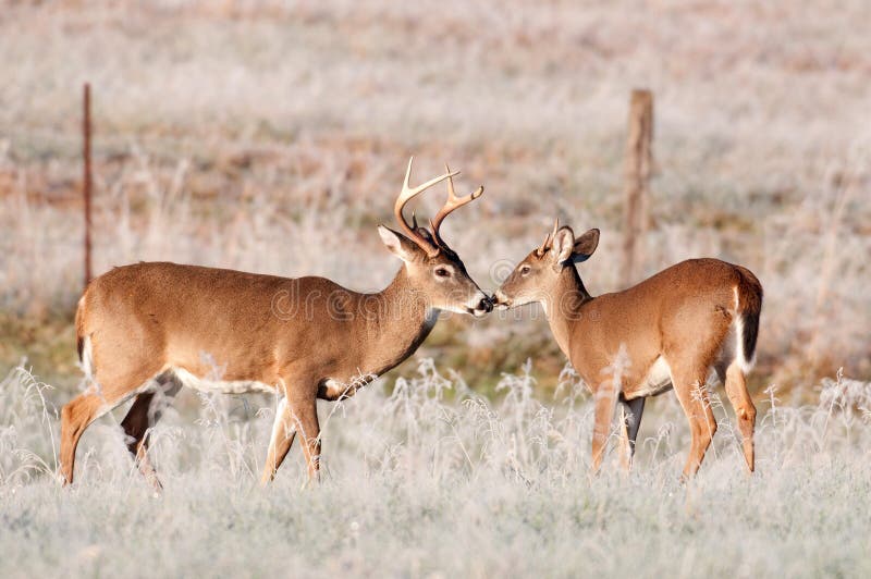 Two whitetail bucks