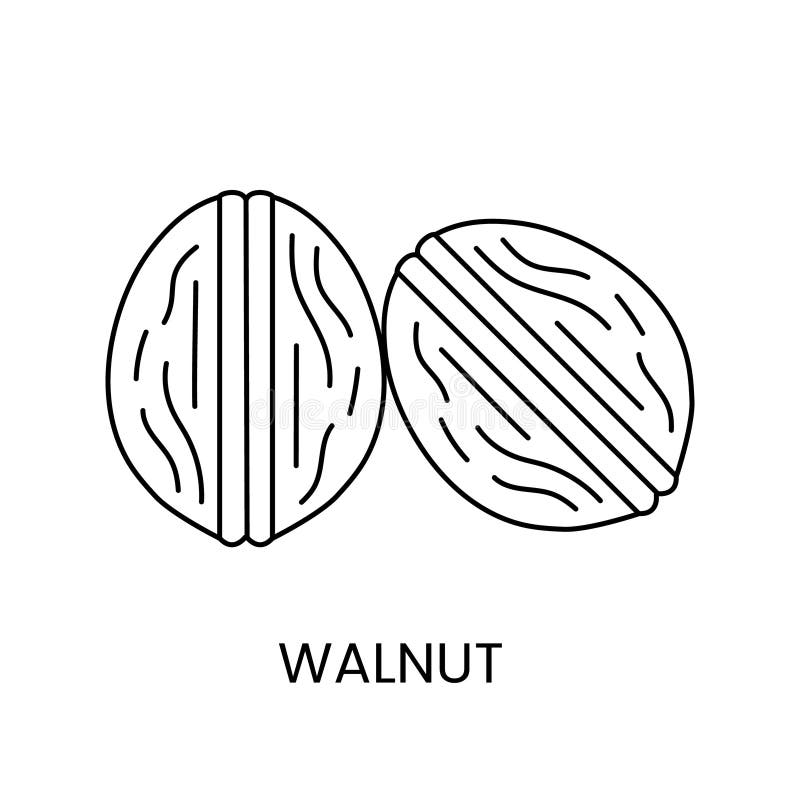Two Whole Walnuts Line Icon in Vector, Nuts Illustration. Stock Vector