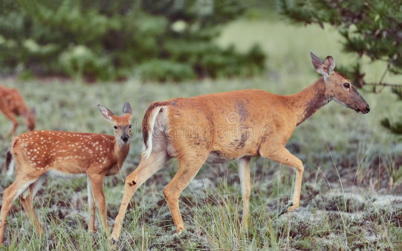 Two Wild deers outdoors in forest eating grass fearless beautiful and cute stock photo Two Wild deers outdoors in forest eating grass fearless beautiful and cute stock photo