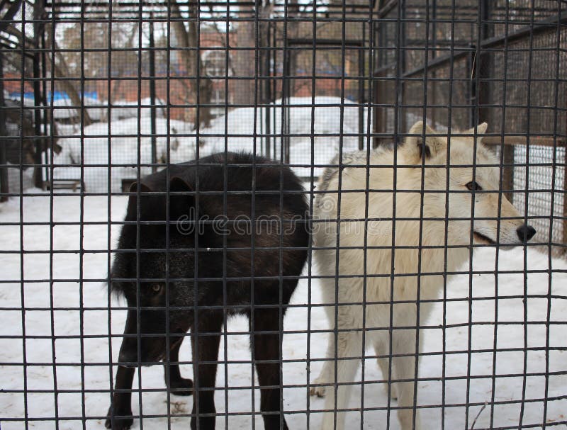 Two Wild Dogs Aggressive in a Cage Behind Bars Catching Animals in the