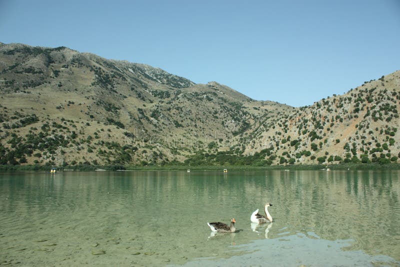 Two wild gooses on mountain lake