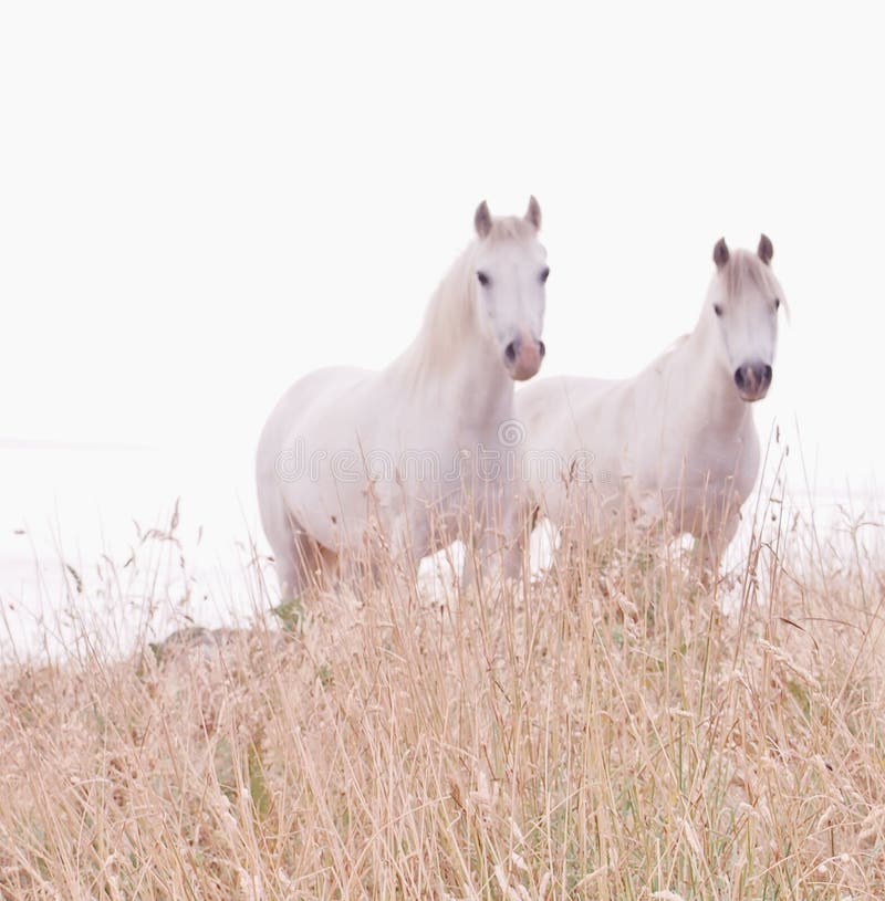 White Horses in soft focus