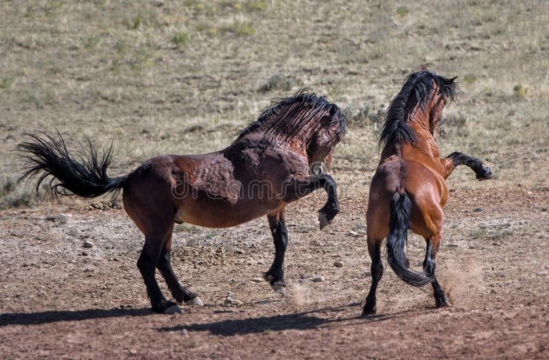 Dois Cavalos Selvagens Abraçando Pulando Área Mccullough Peaks